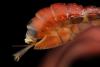 282484 – Photo : Christophe Pellé – France (30)